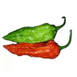 Seeds - Chile Bhut Jolokia Ghost Pepper - Chile Mojo