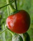 Seeds - Chile Red Hot Cherry Ball - Chile Mojo