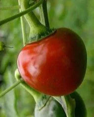 Seeds - Chile Red Hot Cherry Ball - Chile Mojo