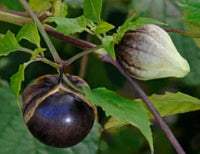 Seeds - Tomatillo Purple - Chile Mojo