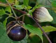 Seeds - Tomatillo Purple - Chile Mojo