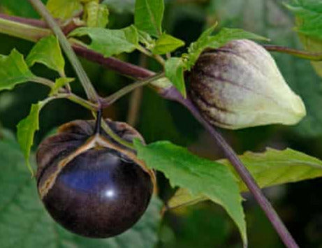 tomatillo seeds