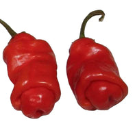 Seeds - Chile Peter Pepper Red - Chile Mojo