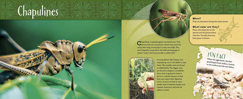 Book - Lets Eat ..... Bugs! - Chile Mojo