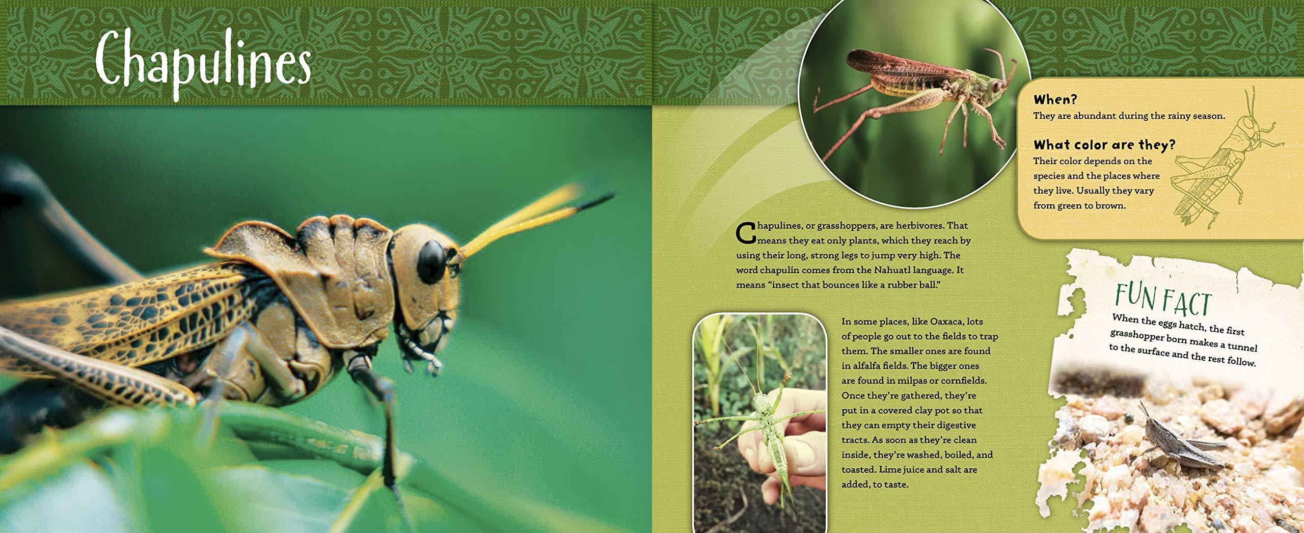Book - Lets Eat ..... Bugs! - Chile Mojo