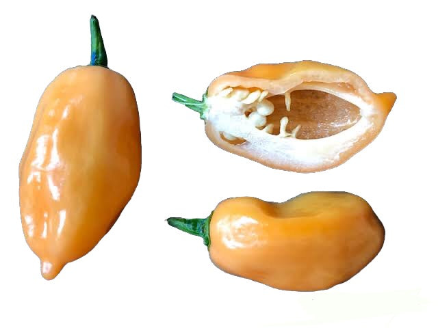 Seeds - Chile Habanero Pimenta Luna