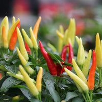 Seeds - Chile Fire and Ice - Chile Mojo
