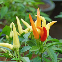 Seeds - Chile Fire and Ice - Chile Mojo