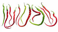 Seeds - Chile Bangalore Whippet - Chile Mojo
