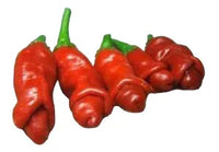 Seeds - Chile Peter Pepper Red - Chile Mojo