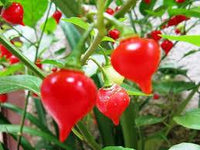 Pimenta Biquinho (beak pepper) 300gm jar - Chile Mojo