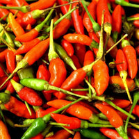 Seeds - Chile Asian Birdseye - Chile Mojo