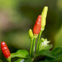 Seeds - Chile Asian Birdseye - Chile Mojo