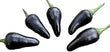 Seeds - Chile Hungarian Black - Chile Mojo