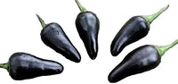 Seeds - Chile Hungarian Black - Chile Mojo