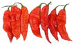 Seeds - Chile Bhut Jolokia Ghost Pepper - Chile Mojo