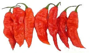 Seeds - Chile Bhut Jolokia Ghost Pepper - Chile Mojo