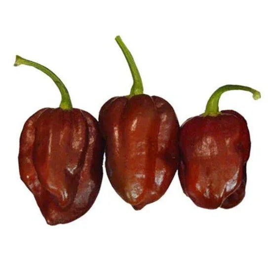 Seeds - Chile Habanero Chocolate - Chile Mojo