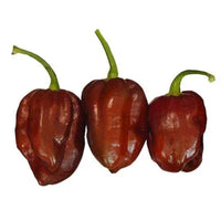 Seeds - Chile Habanero Chocolate - Chile Mojo