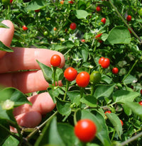 Seeds - Chile Tepin Chiltepin - Chile Mojo