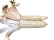 Seeds - Corn - White Hickory King Dent Maize - Chile Mojo