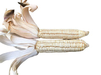Seeds - Corn - White Hickory King Dent Maize - Chile Mojo