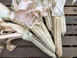 Seeds - Corn - White Hickory King Dent Maize - Chile Mojo