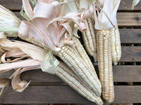 Seeds - Corn - White Hickory King Dent Maize - Chile Mojo