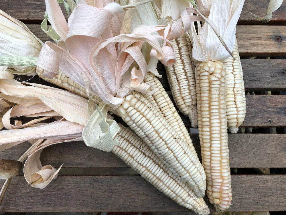 Seeds - Corn - White Hickory King Dent Maize - Chile Mojo