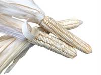 Seeds - Corn - White Hickory King Dent Maize - Chile Mojo