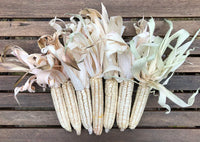 Seeds - Corn - White Hickory King Dent Maize - Chile Mojo