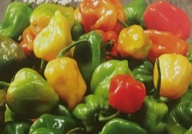 Seeds - Chile Habanero Mixed - Chile Mojo