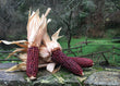 Seeds - Maize Corn Red Aztec - Chile Mojo