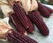 Seeds - Maize Corn Red Aztec - Chile Mojo