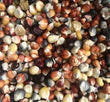 Seeds - Maize Corn Painted Mountain - Chile Mojo