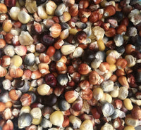 Seeds - Maize Corn Painted Mountain - Chile Mojo
