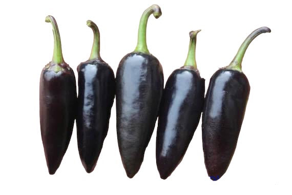 Seeds - Chile Jalapeno Black