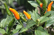 Seeds - chile Cobra Orange - Chile Mojo