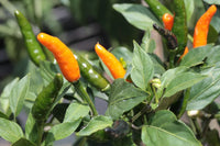 Seeds - chile Cobra Orange - Chile Mojo