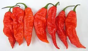 Seeds - Chile Bhut Jolokia Ghost Pepper - Chile Mojo