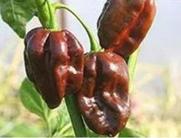 Seeds - Chile Habanero Chocolate - Chile Mojo