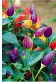 Seeds - Chile NuMex Twilight Rainbow - Chile Mojo