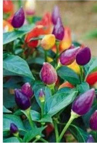 Seeds - Chile NuMex Twilight Rainbow - Chile Mojo
