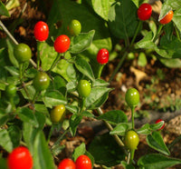 Seeds - Chile Tepin Chiltepin - Chile Mojo