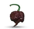 Seeds - Chile Chocolate Reaper - Chile Mojo
