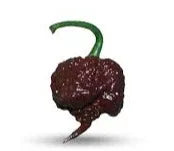 Seeds - Chile Chocolate Reaper - Chile Mojo