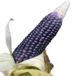 Seeds - Mini Blue Popcorn - Chile Mojo