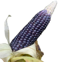 Seeds - Mini Blue Popcorn - Chile Mojo