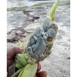 Cuitlacoche La Costena 380gm - Chile Mojo