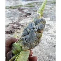 Cuitlacoche La Costena 380gm - Chile Mojo